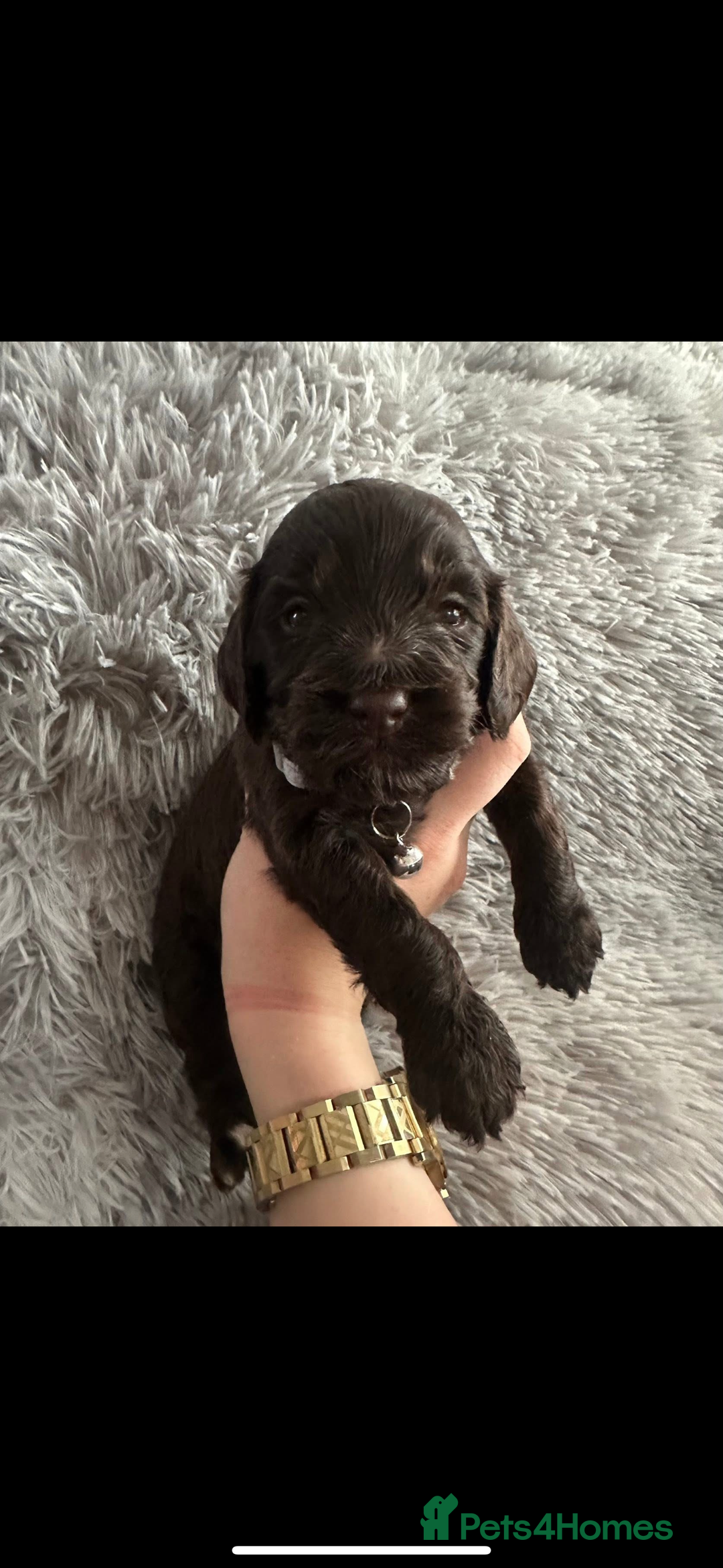 Cockapoo dogs for sale: 3 boy cockerpoos for sale  - Image 8