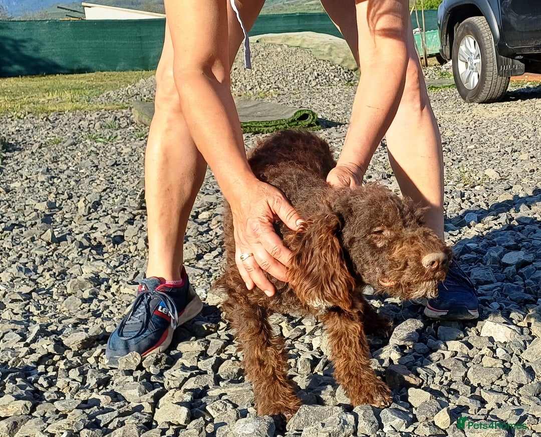 Lagotto Romagnolo dogs for adoption: DOMINO, a superb Lagotto Boy - for a Loving Home in Nottingham - Image 8