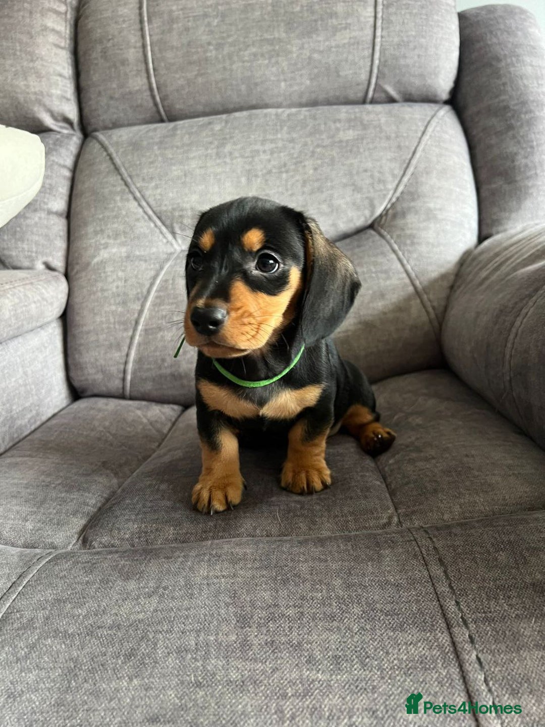 Miniature Dachshund dogs for sale: Cute Miniature Dachshund Puppies - Advert 4