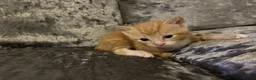 Mixed Breed cats for sale: Beautiful playfull kittens  in Nottingham - Advert 16