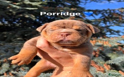 Olde English Bulldogge dogs for sale: RAINBOW OLD ENGLISH LITTER !!! - Image 1