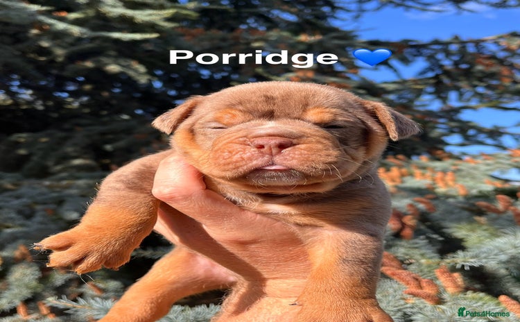Olde English Bulldogge dogs - Advert 1