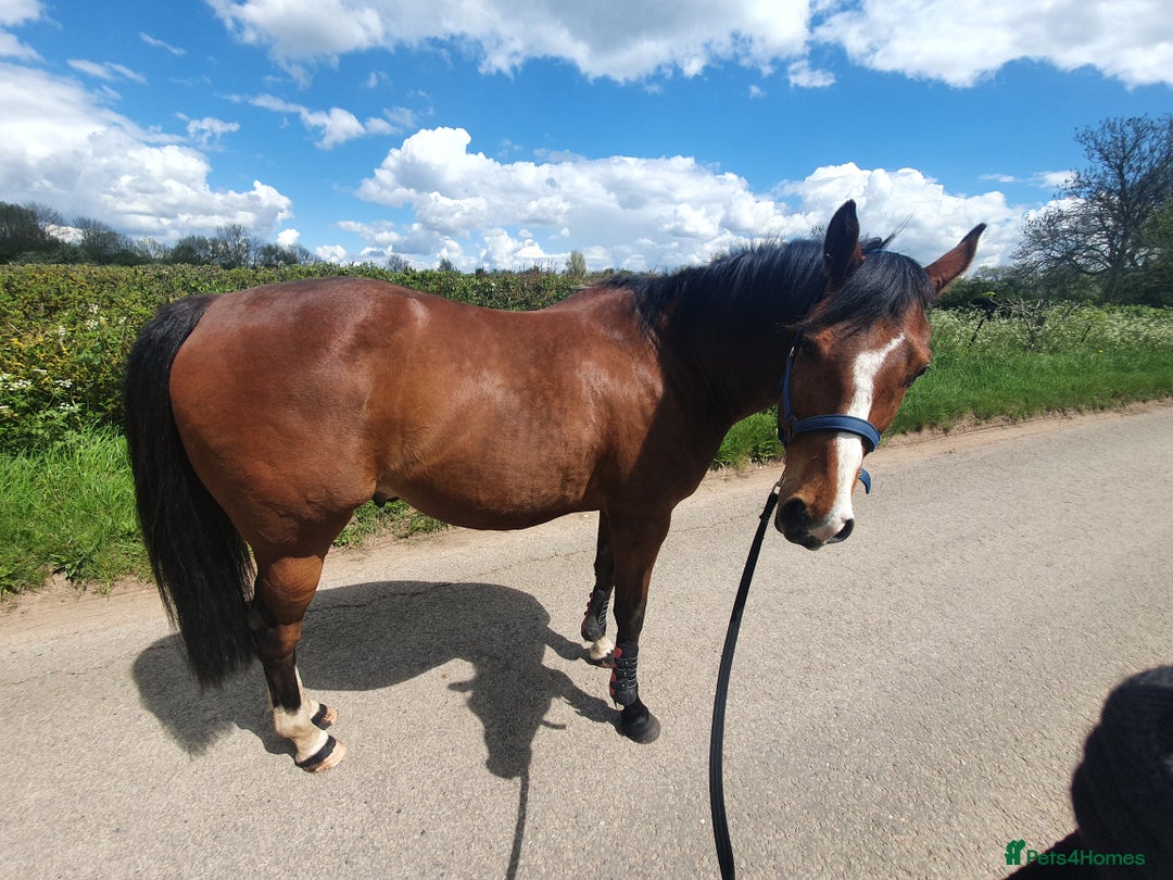 Other Breed horses for sale: 15.1 Welsh x thoroughbred  - Image 21