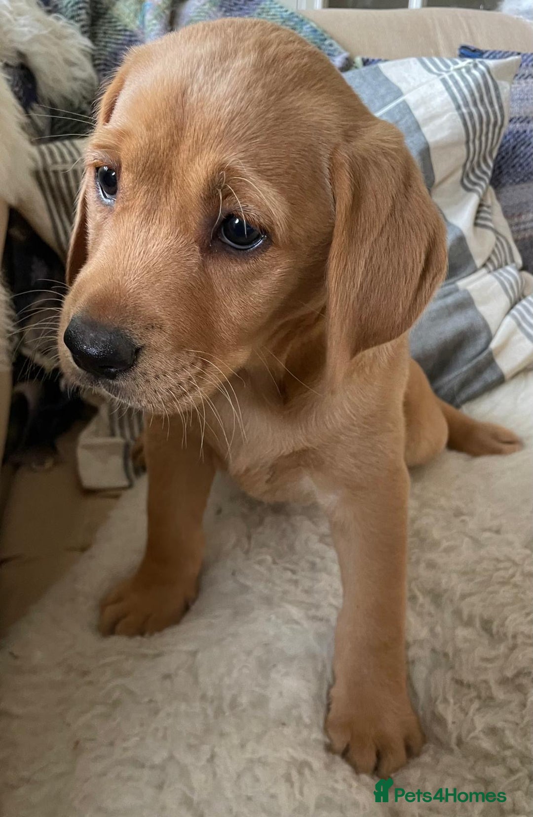 Labrador Retriever dogs for sale: Beautiful Health Checked Female KC Reg Lab Pup - Image 6