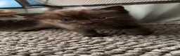 Mixed Breed cats for sale: Bengal x nebelung  - Advert 2