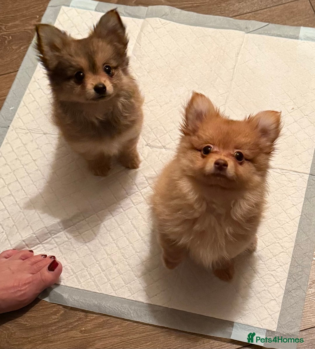 Pomeranian dogs for sale:  Adorable Pomeranian puppies  - Image 3