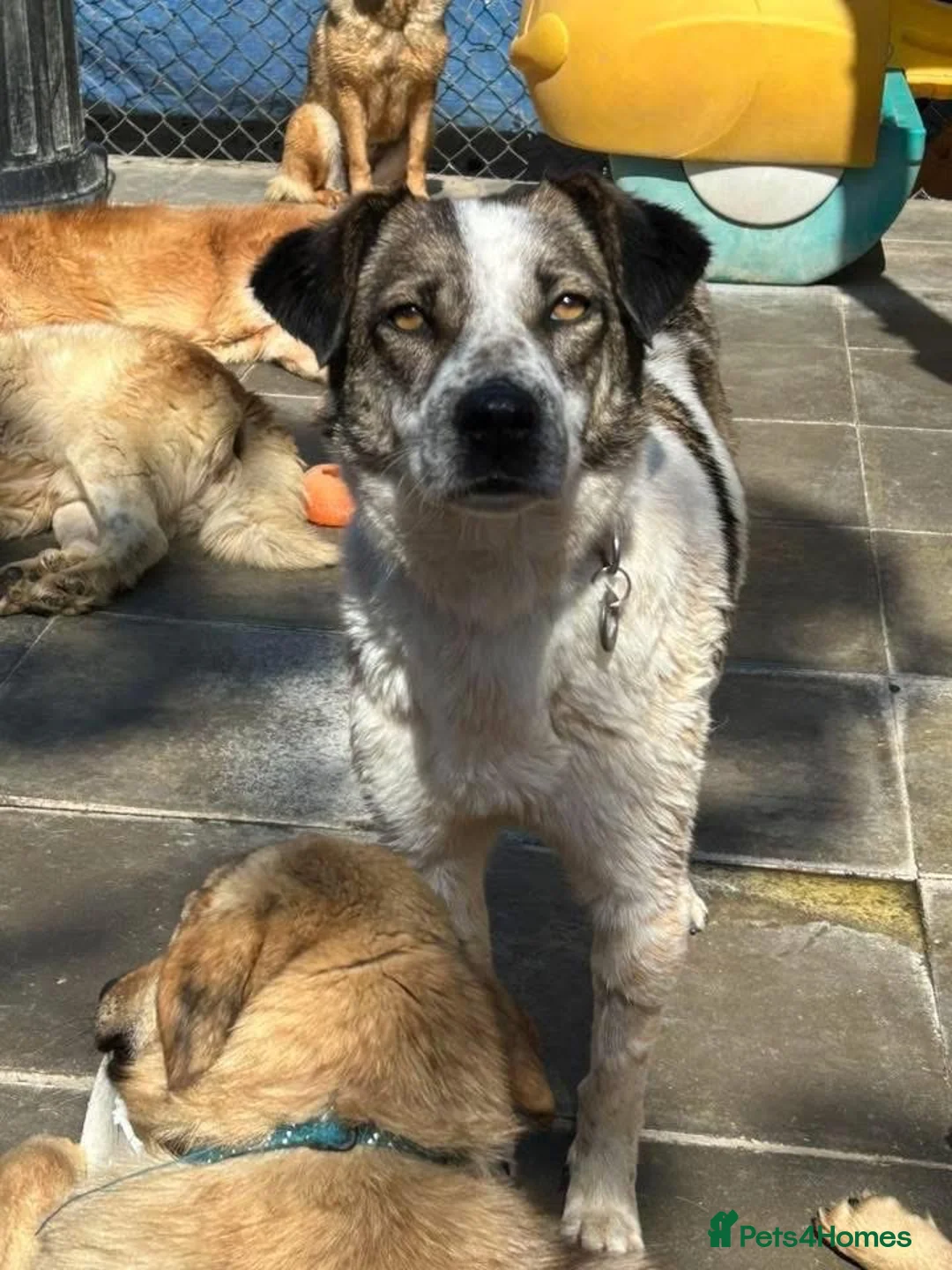 Mixed Breed dogs for adoption: Sherbet - Norwich Norfolk  in Norwich - Advert 3