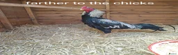 Chickens poultry for sale: Shamo , Brazilian,  aseel  - Advert 10