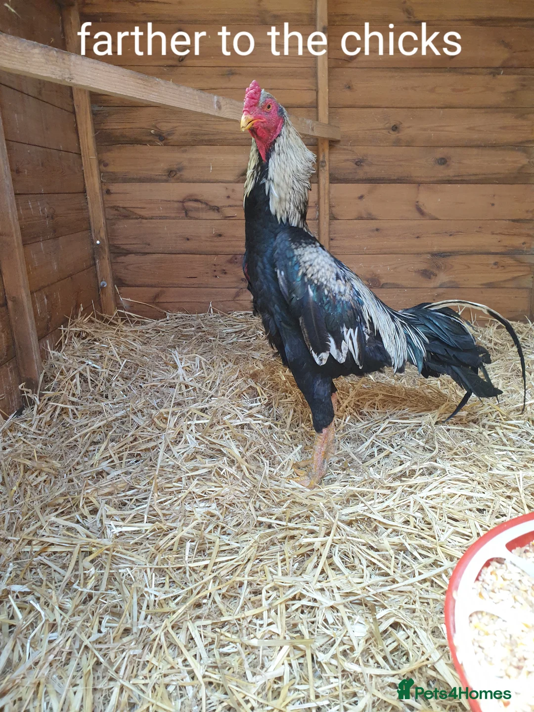 Chickens poultry for sale: Shamo , Brazilian,  aseel  - Advert 10