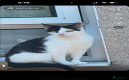 Mixed Breed cats for sale: hugo and bella - Image 3