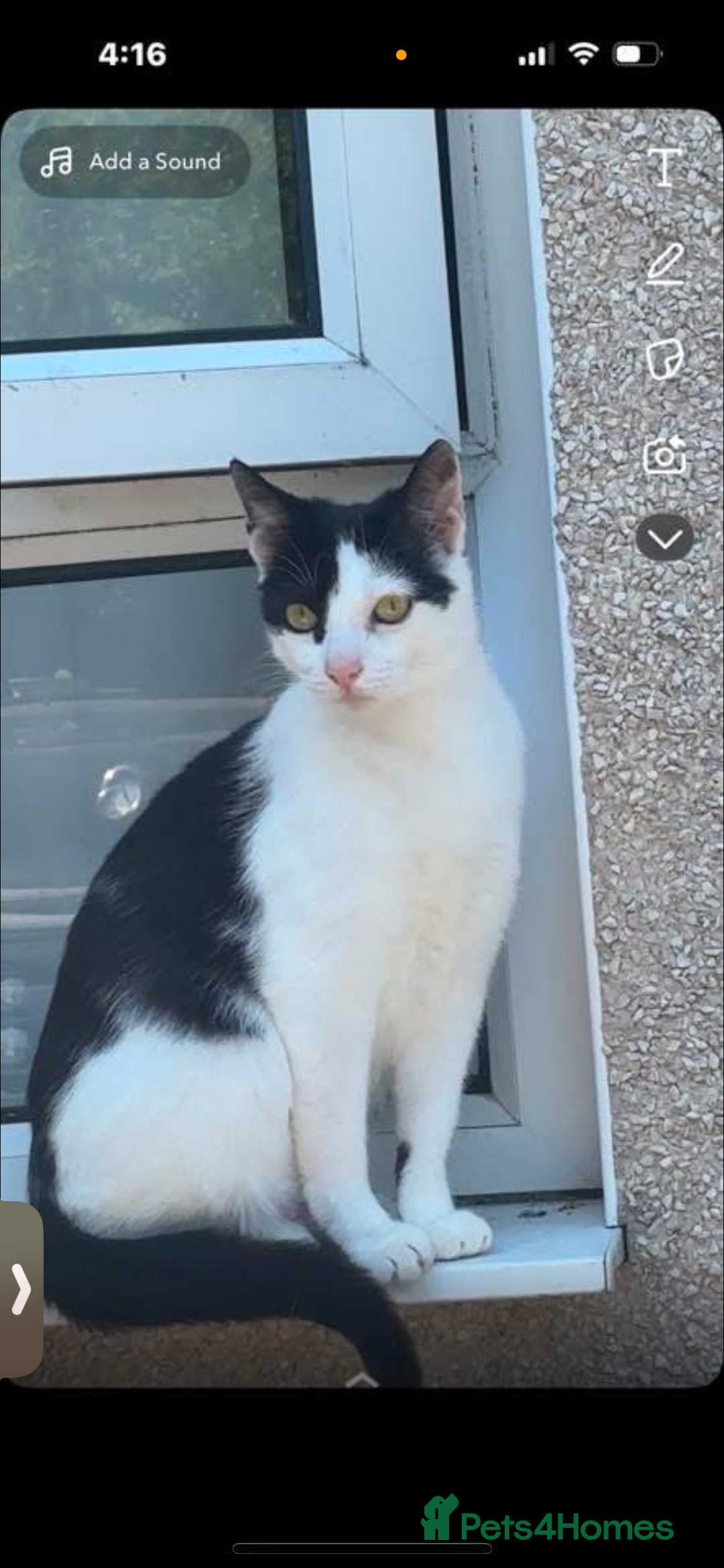 Mixed Breed cats for sale: hugo and bella - Image 3