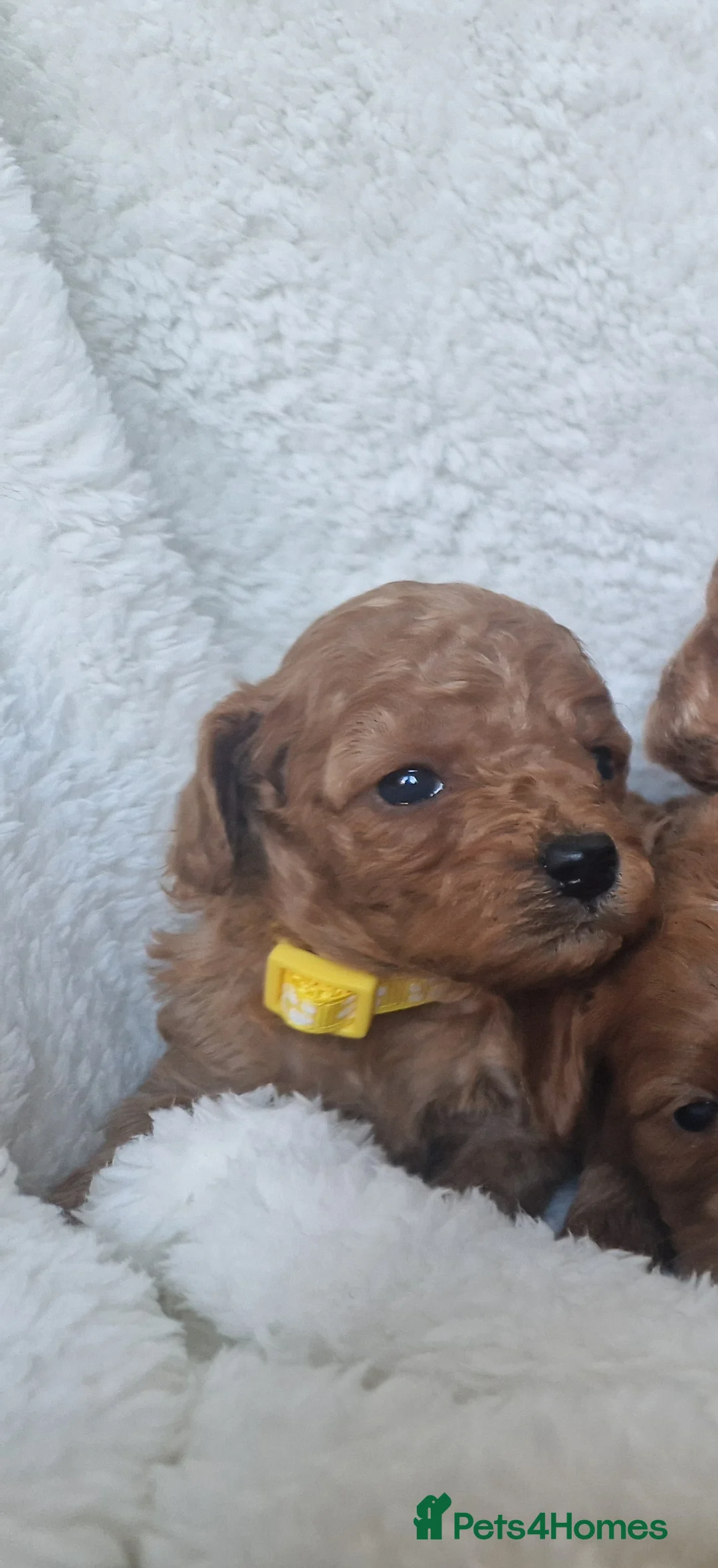 Cavapoo dogs for sale:  1 boy remaining. Health tested stunning cavapoos - Advert 15