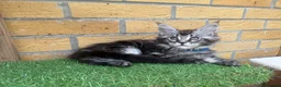 Maine Coon cats for sale: Black smoke Maine coon kittens champion blood line - Advert 23