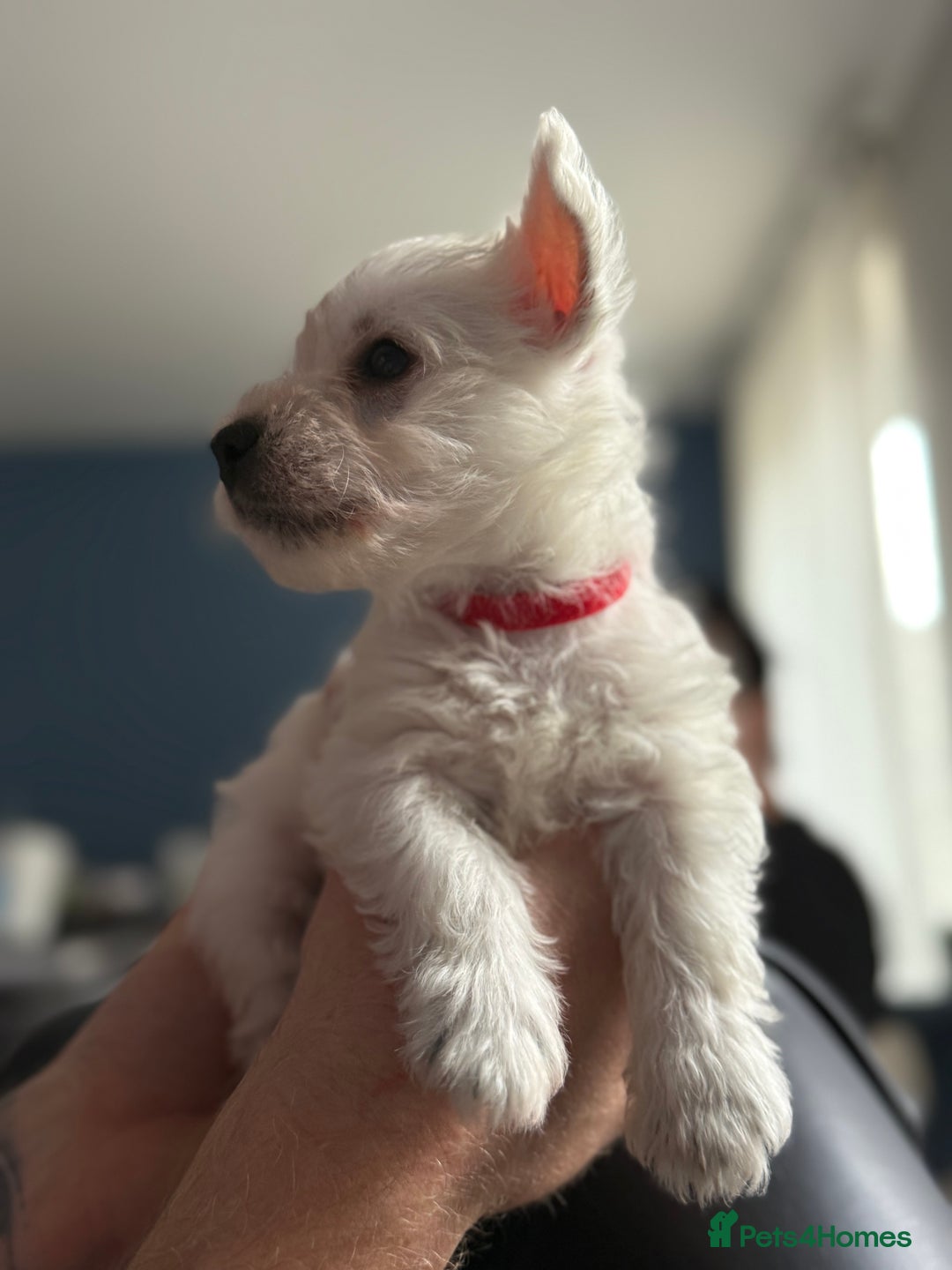West Highland Terrier dogs for sale: Only 4 Westie Puppies Left – Ready for Homes Now! - Advert 19