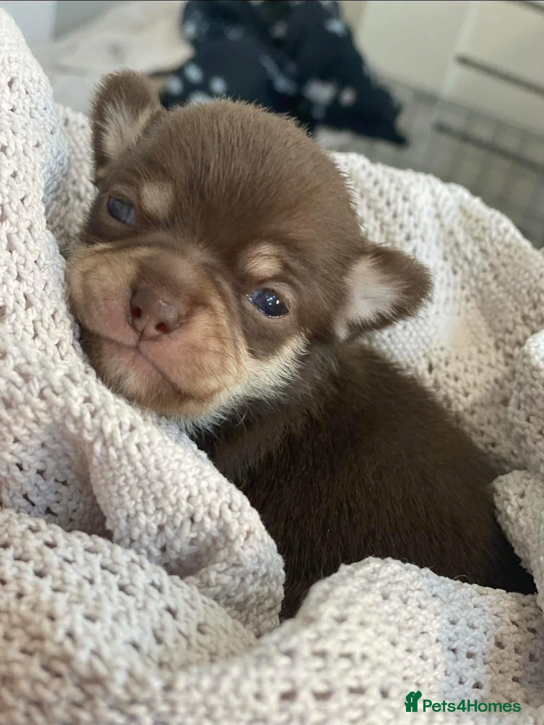 Chihuahua dogs for stud: FREDERICK VON LOVEHUNTER KC Champion heritage Stud in Chorley - Advert 21