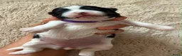 Shih Tzu dogs for sale: Imperial Shih Tzu - Advert 14