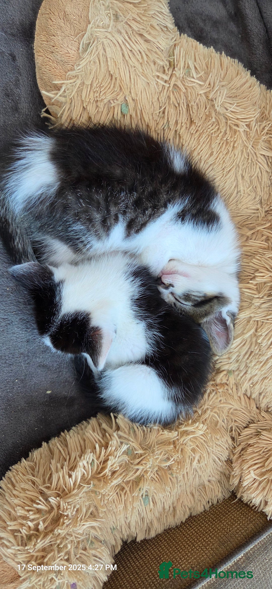 Domestic Shorthair cats for sale: Kittens  - Image 6