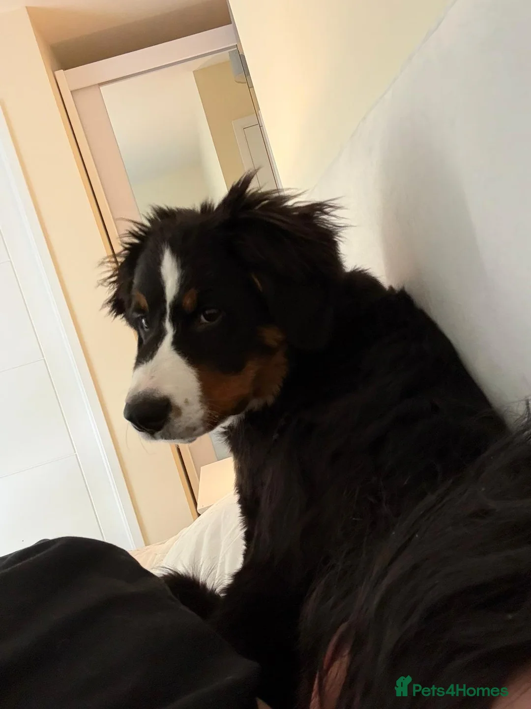 Bernese Mountain Dog dogs for sale: Bernese x border collie  in Kingston upon Thames - Advert 2