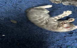 Bengal cats for sale: Bengal kittens  - Image 11
