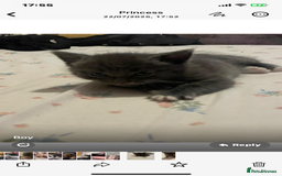 Domestic Shorthair cats for sale: Kittens  - Image 3