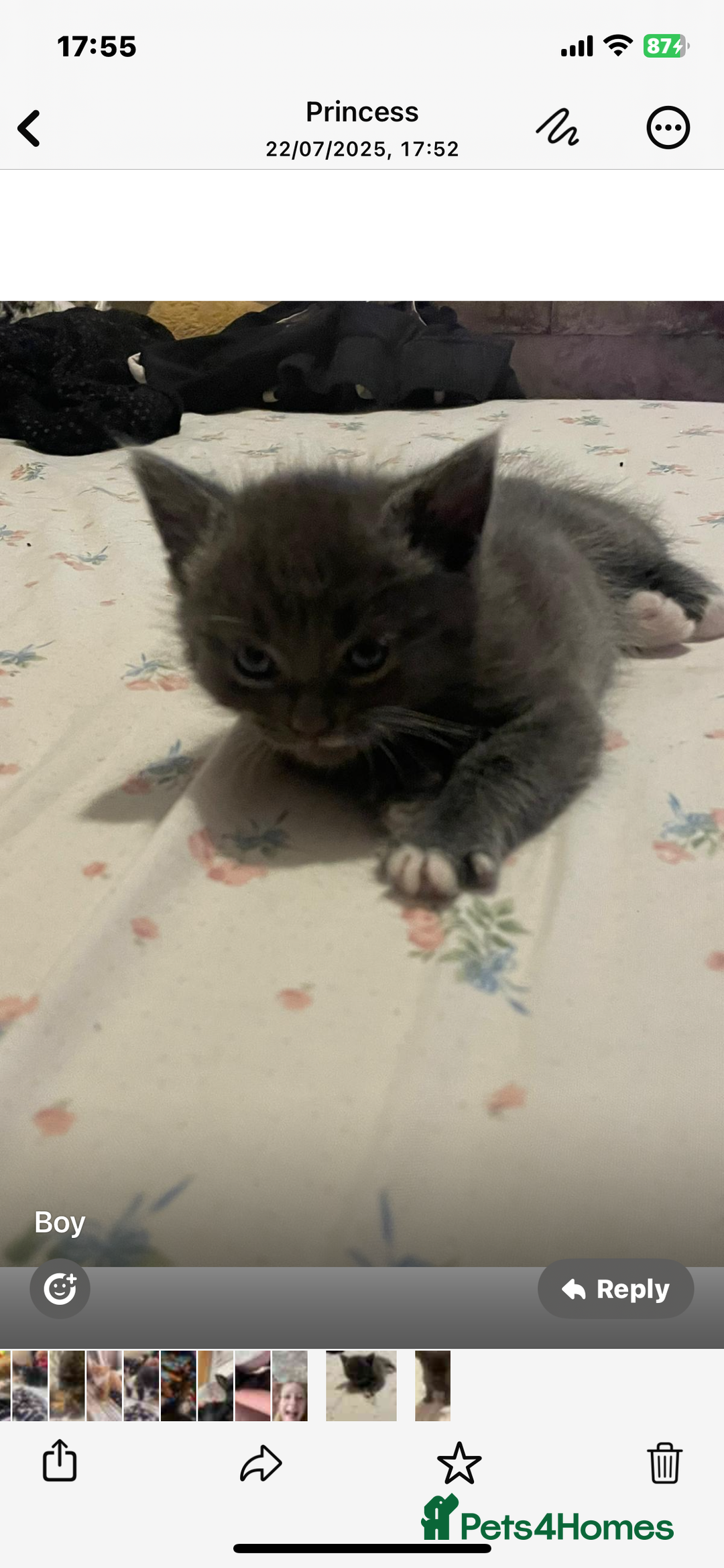 Domestic Shorthair cats for sale: Kittens  - Image 3