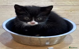 Mixed Breed cats for sale: Litter of mixed breed with British blue father  - Image 13