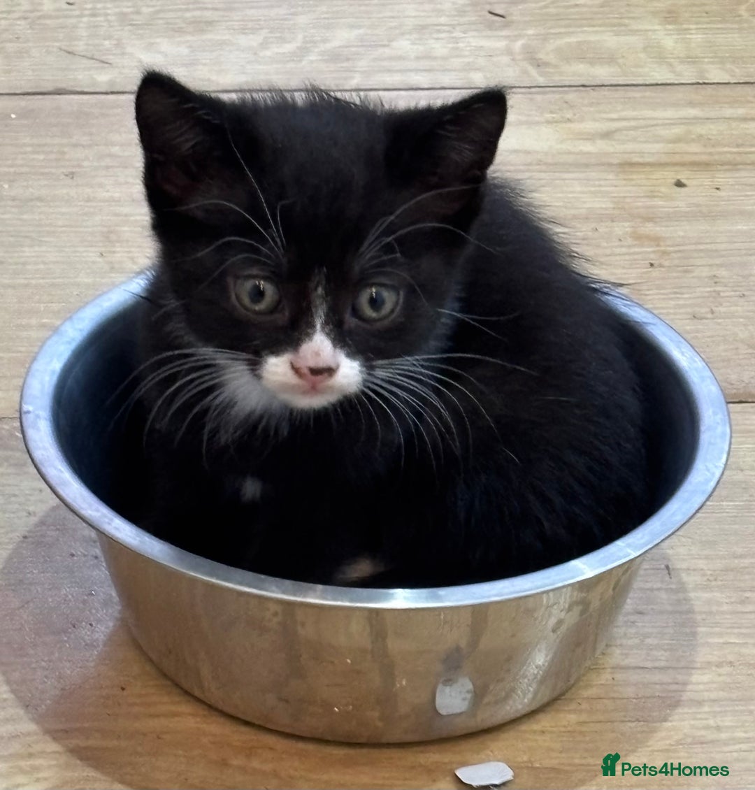 Mixed Breed cats for sale: Litter of mixed breed with British blue father  - Image 13
