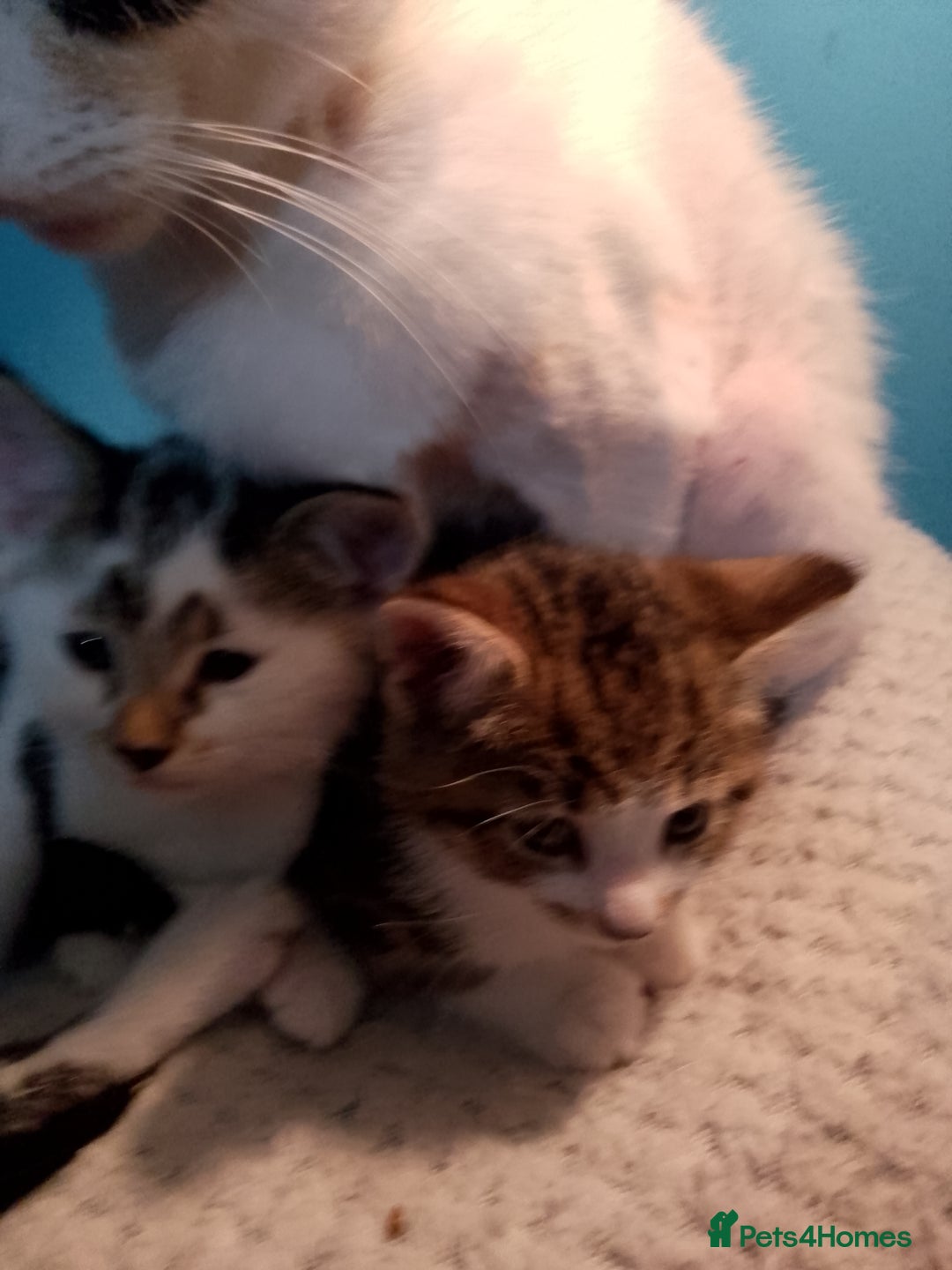 Mixed Breed cats for sale: Beautiful kittens  - Advert 23