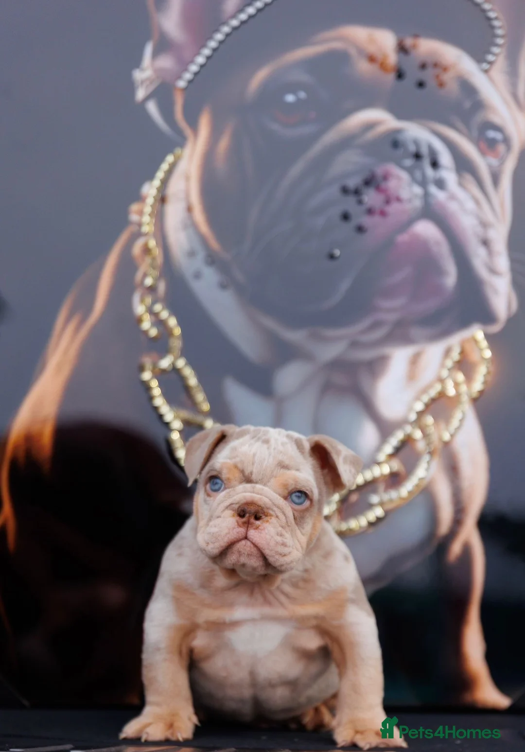 English Bulldog dogs for sale: ENGLISH BULLDOGS MERLE EPIC BULLYZ LILAC  - Advert 3