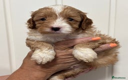Cavapoo dogs for sale: ❤️ F1B CAVAPOOS 5* health checked ❤️ - Image 14