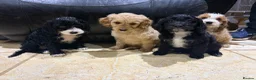 Cockapoo dogs for sale: F1  miniature Cockapoo’s  - Advert 15