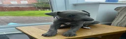 Whippet dogs for sale: Beautiful KC Registered Blue Whippet Puppies - Advert 6