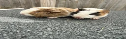 Guinea Pig rodents for sale: Teddy guinea pigs  in Carlisle - Advert 23