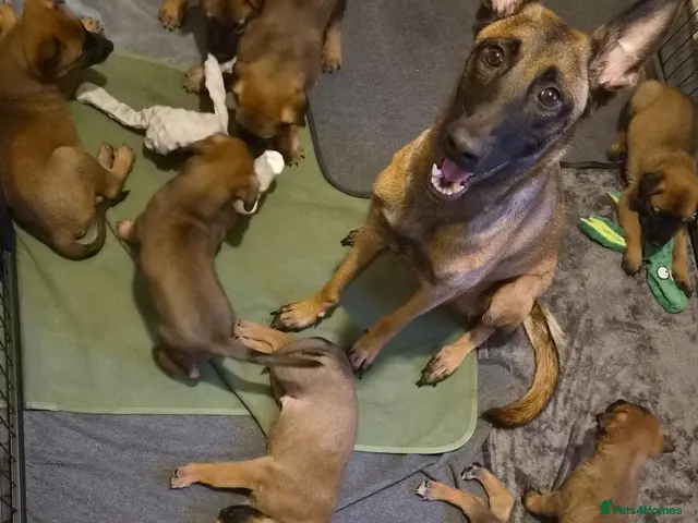 Belgian Shepherd Dog dogs Ready for their forever homes🏡 - Advert 1