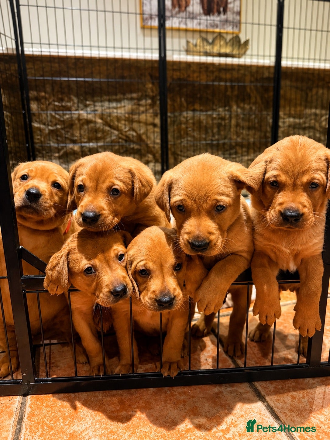 Labrador Retriever dogs  🐾❤️ KC Registered Fox Red Labrador Puppies 🐶✨ - Advert 1