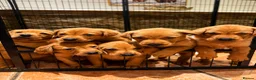 Labrador Retriever dogs for sale:  🐾❤️ KC Registered Fox Red Labrador Puppies 🐶✨ - Advert 6