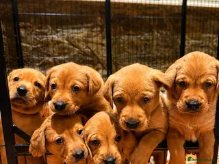 Labrador Retriever dogs 🐾❤️ KC Registered Fox Red Labrador Puppies 🐶✨ - Advert 8