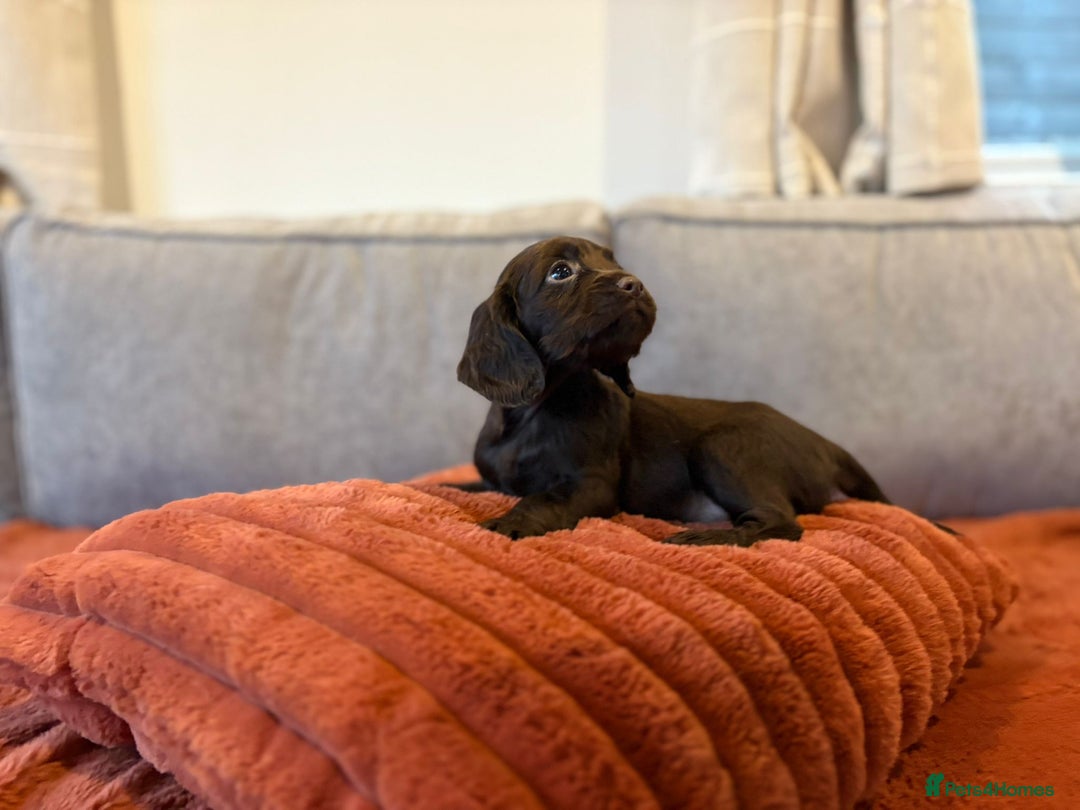 Cocker Spaniel dogs for sale: Cocker spaniel puppies ready to go now MERLE - Image 16
