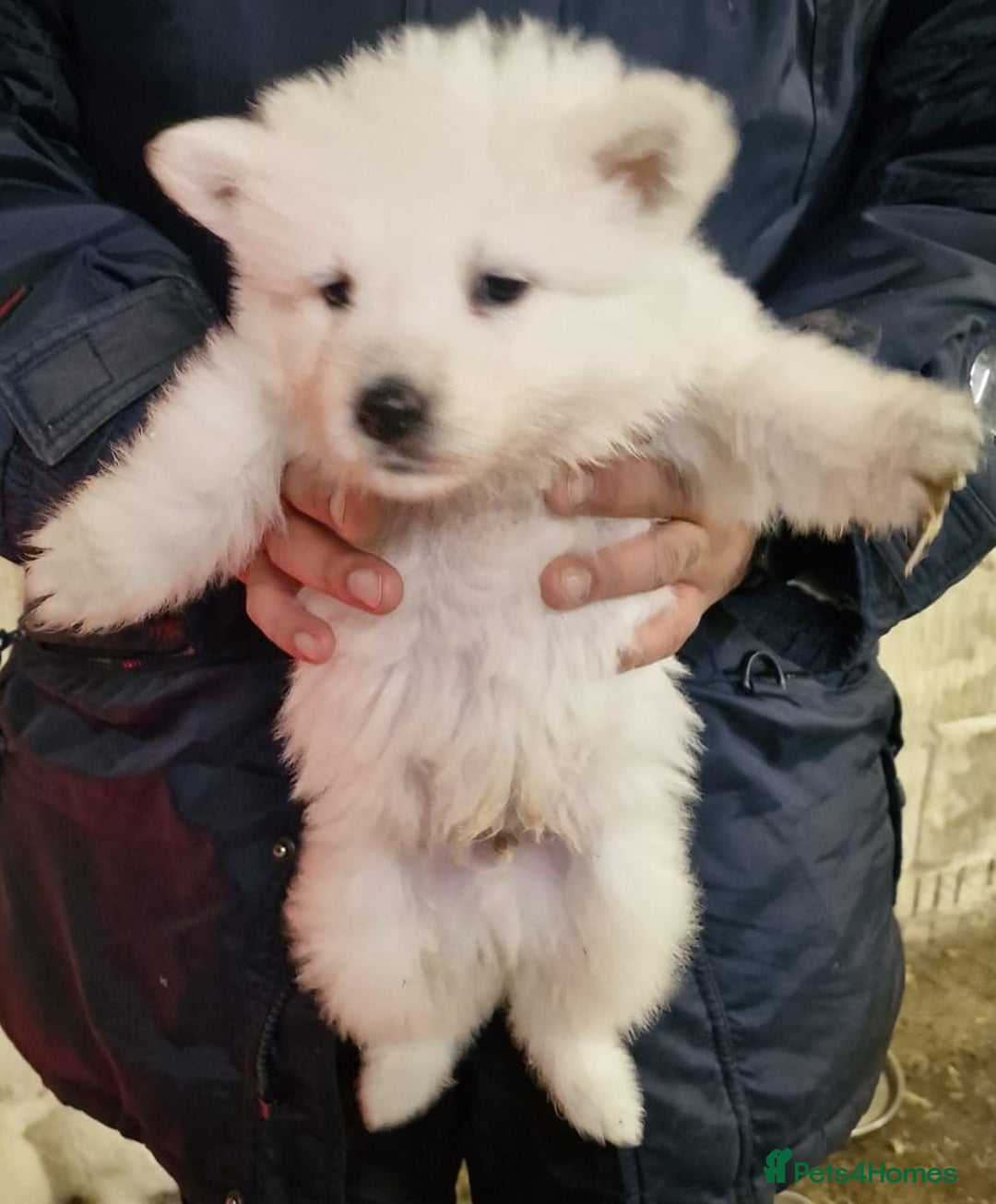 White Swiss Shepherd dogs for sale: ✨KC Reg Long Coat Swiss Shepherds– Champion Lines✨ - Advert 12