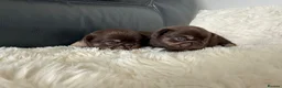 Pug dogs for sale: Kc chocolate and tan pug puppies  - Advert 17