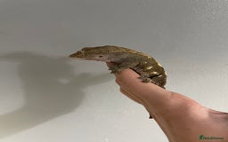 Gecko reptiles for sale: baby crested gecko and females - Image 6