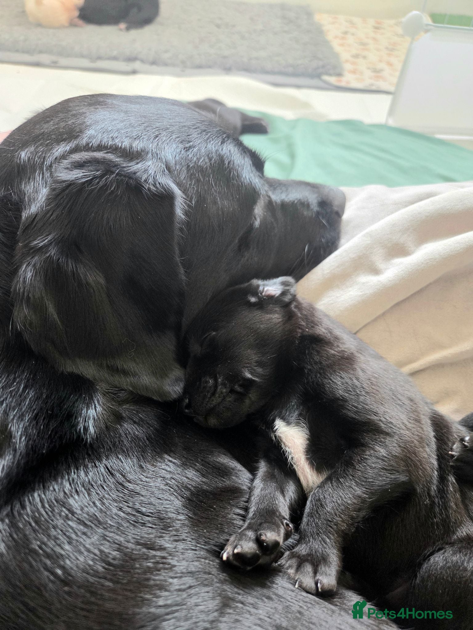 Mixed Breed dogs Beautiful 🐾 Labrador × Whippet Puppies! 🐾 - Advert 2