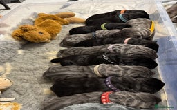 Neapolitan Mastiff dogs for sale: Neapolitan mastiff puppies  - Image 8