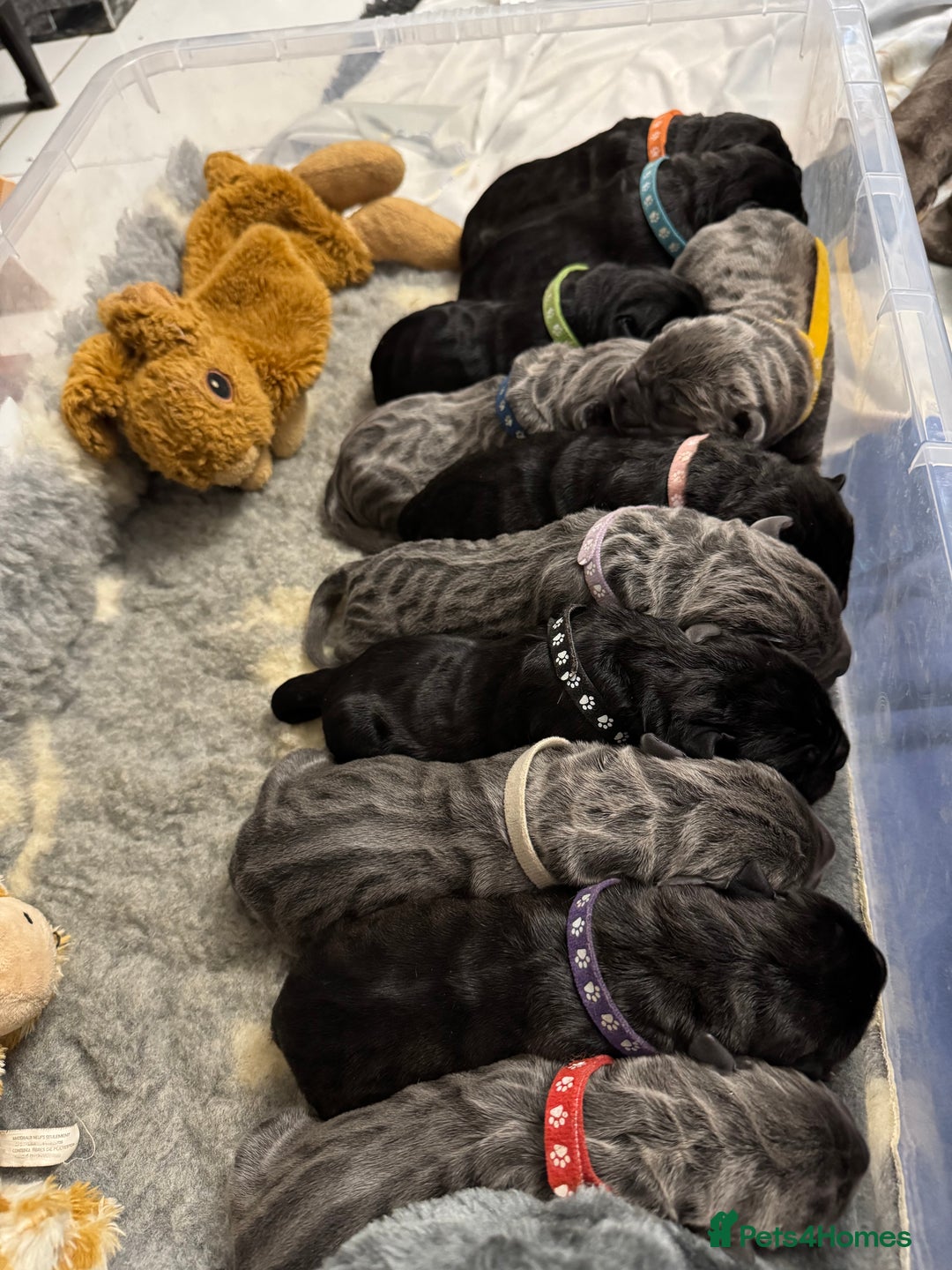 Neapolitan Mastiff dogs for sale: Neapolitan mastiff puppies  - Image 8