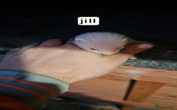Ferret rodents for sale: Gill and hobs kit for sale  - Image 3