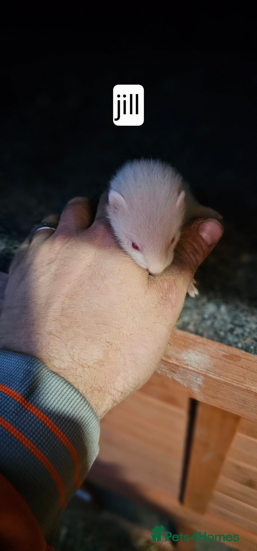Ferret rodents for sale: Gill and hobs kit for sale  - Image 3