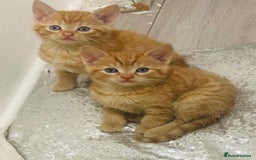 Mixed Breed cats for sale: GORGEOUS SIBERIAN X KITTENS  - Image 5