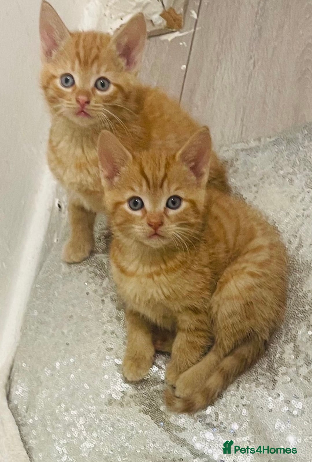 Mixed Breed cats for sale: GORGEOUS SIBERIAN X KITTENS  - Image 5