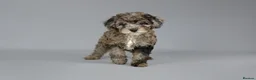Cavapoo dogs for sale: Cavapoo puppies for sale  - Advert 19