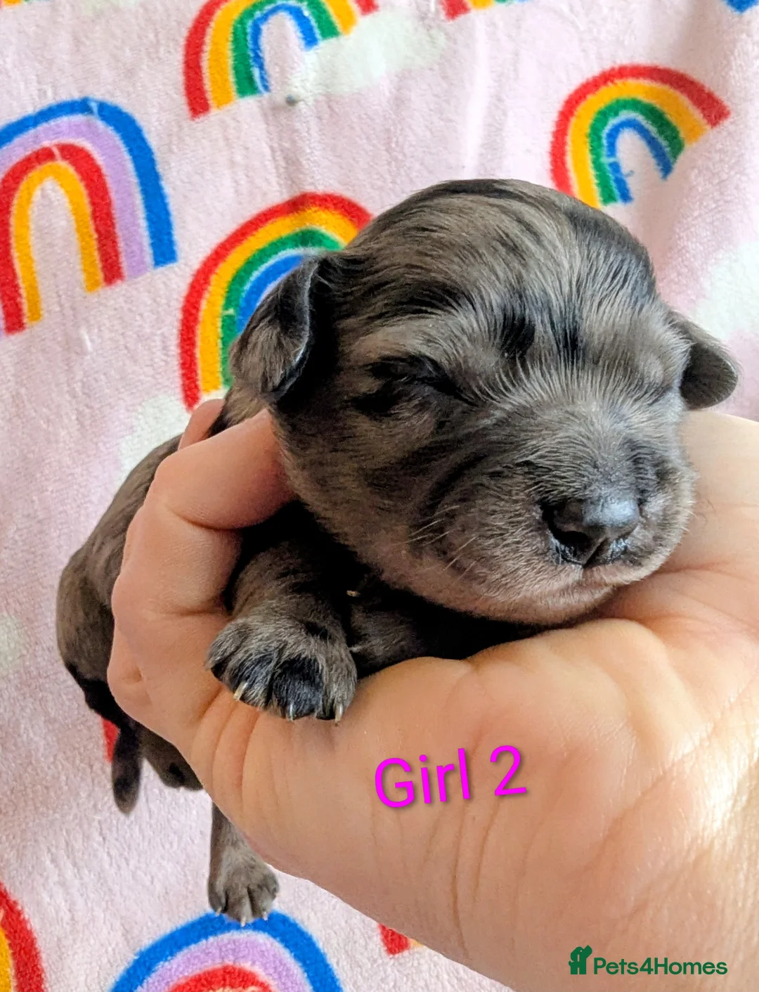 Cavapoo dogs for sale: DNA health tested Merle Cavapoos - Advert 4